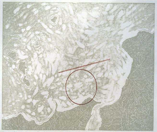 13184106.jpg (21414 byte)